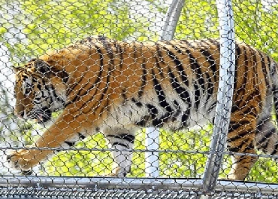 1*19 Or 7x19 Mesh Constructure Flexible Stainless Steel Zoo Fence Mesh For Safety