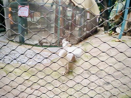 Twill Weave 2mm Aviary Wire Netting Stainless Steel Wire Rope Bird Netting Fence Zoo