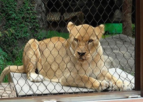बहुमुखी सीढ़ी 25x25 मिमी चिड़ियाघर के लिए लचीला स्टेनलेस स्टील केबल जाल