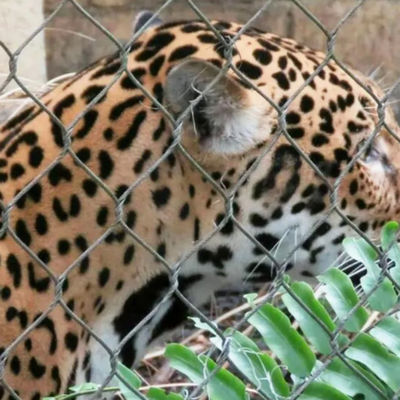 304 316 316L स्टेनलेस स्टील तार रस्सी चिड़ियाघर बाड़ जाल