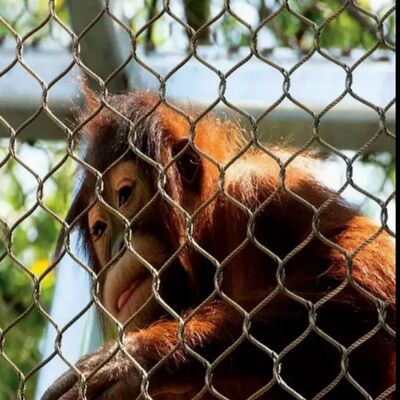 संक्षारण प्रतिरोधी तार रस्सी जाल सुरक्षा जाल सुरक्षा परियोजनाओं के लिए उपयुक्त