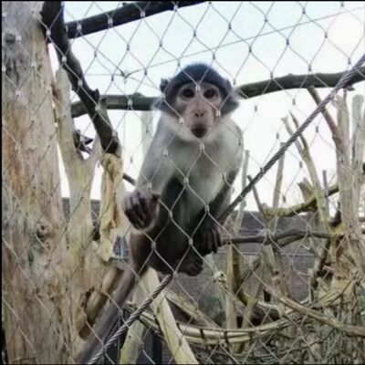 316 लचीला स्टेनलेस स्टील एक्स झुकने केबल जाल के लिए चिड़ियाघर के घोंसले सुरक्षा बाड़