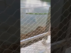 तार रस्सी जाल बाड़