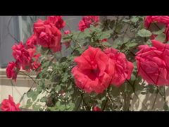 ब्लैक-प्लेटेड स्टेनलेस स्टील केबल मेष